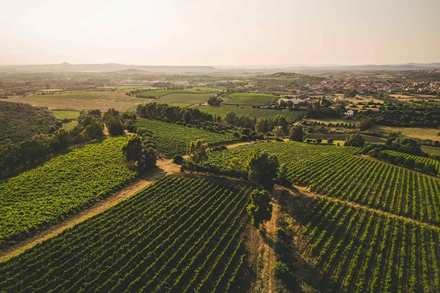 Tenute Pili Wines